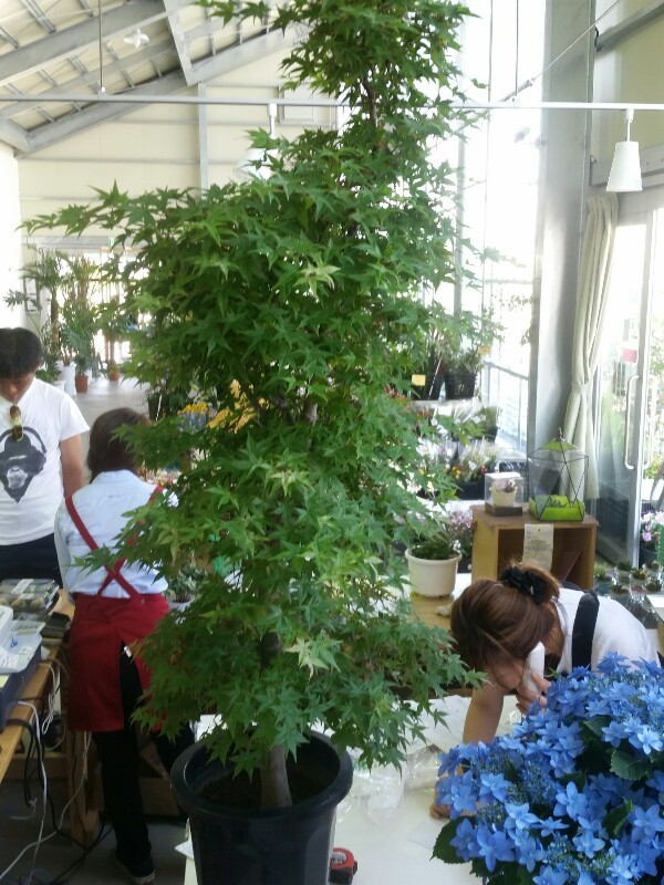 観葉植物も含めて各種、発送を承ります(^^)/サムネイル