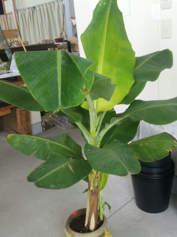 観葉植物として、「バナナの木」サムネイル